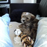 Benji de Lhasa Apso