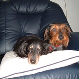Op deze foto is balou met onze bob die we helaas niet meer hebben bob…