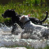 Zorran en Dara in actie