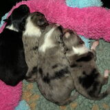 het hele nest, nu 1 week oud