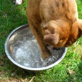 Dat is om te drinken Zazou