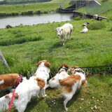 kooikerwandeling numansdorp