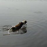 roxie op het ven