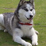 Husky van mijn neefje Kyra