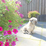 Cash in de tuin.