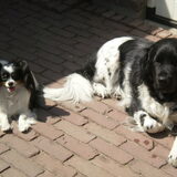 Foto van Marlon en Lady