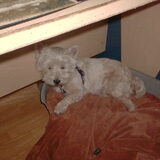 Spike