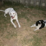 Foto van Marlon en Lady