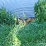 Mika in het water