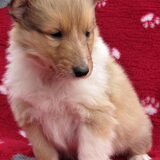 Cody 1 maand