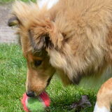 Daisy met de bal