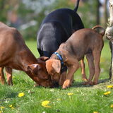 Foto van Duitse Pinscher