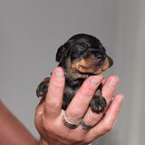 1.5 week oud