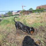 Foto van Marleen , Blacky & Justy