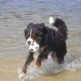 Ik vind het veel leuker om met mijn bal in het water te spelen ...