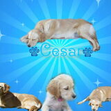 Cesar collage
