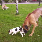 Foto van Chocomelk van Jessy & Storm en ***Blondie & Tara***
