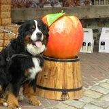 hmm lekkere appel