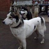 Shinu (leaddog)