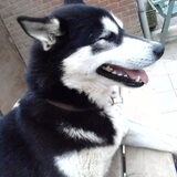 tornaq (wheeldog)