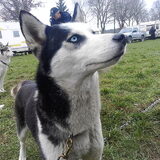 Chikela Vom Wolfstor(leaddog)