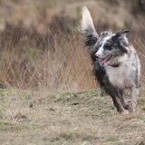 Foto van Pamela en Dazzle en Gentle