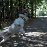 THE FLYING DUTCH DOG