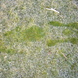 Dit is mijn silhouet in de dauw op het gras :-)