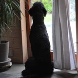 Foto van Mirjam en Curly Koda