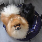 Mijn 2 mooierdss!