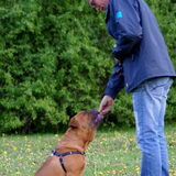 rambo op de puppy cursus