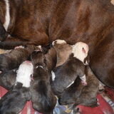 Onze nieuwe aanwinst, negen puppies van onze Kyra, de Old English…