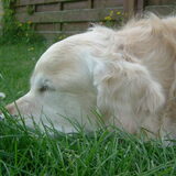 Zo lief.