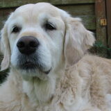 Ze is toch net een puppy van 8½ jaar.