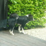 woody kijkt naar de duif die in de tuin zit