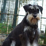 Onze dwergschnauzer zwart zilver Boy v.d. Biboburcht.