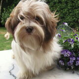 Jimena