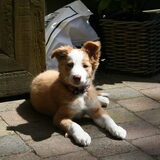 joy 11 wkn oud