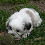 Dempsey het toekomstige hondje van mijn zus