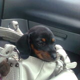 max als pupy