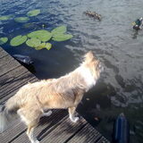 wat leuk kleine eendjes