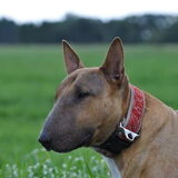 Foto van sammy