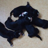pups van laika geboren dinsdag 17 mei 2011