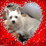 Onze lieve Iggy.