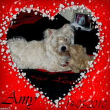 Onze lieve Amy.