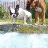 Lola en Rocky