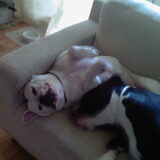 Foto van Melissa---Rocco&Lady