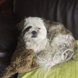 net voor dat kyra naar de trimmer ging 19-04-2011