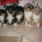 dit is een foto van de puppy's van onze Blue-Merle teef Casey