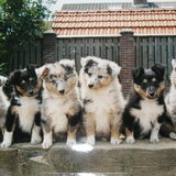 dit zijn de allereerste puppy's die bij ons zijn geboren